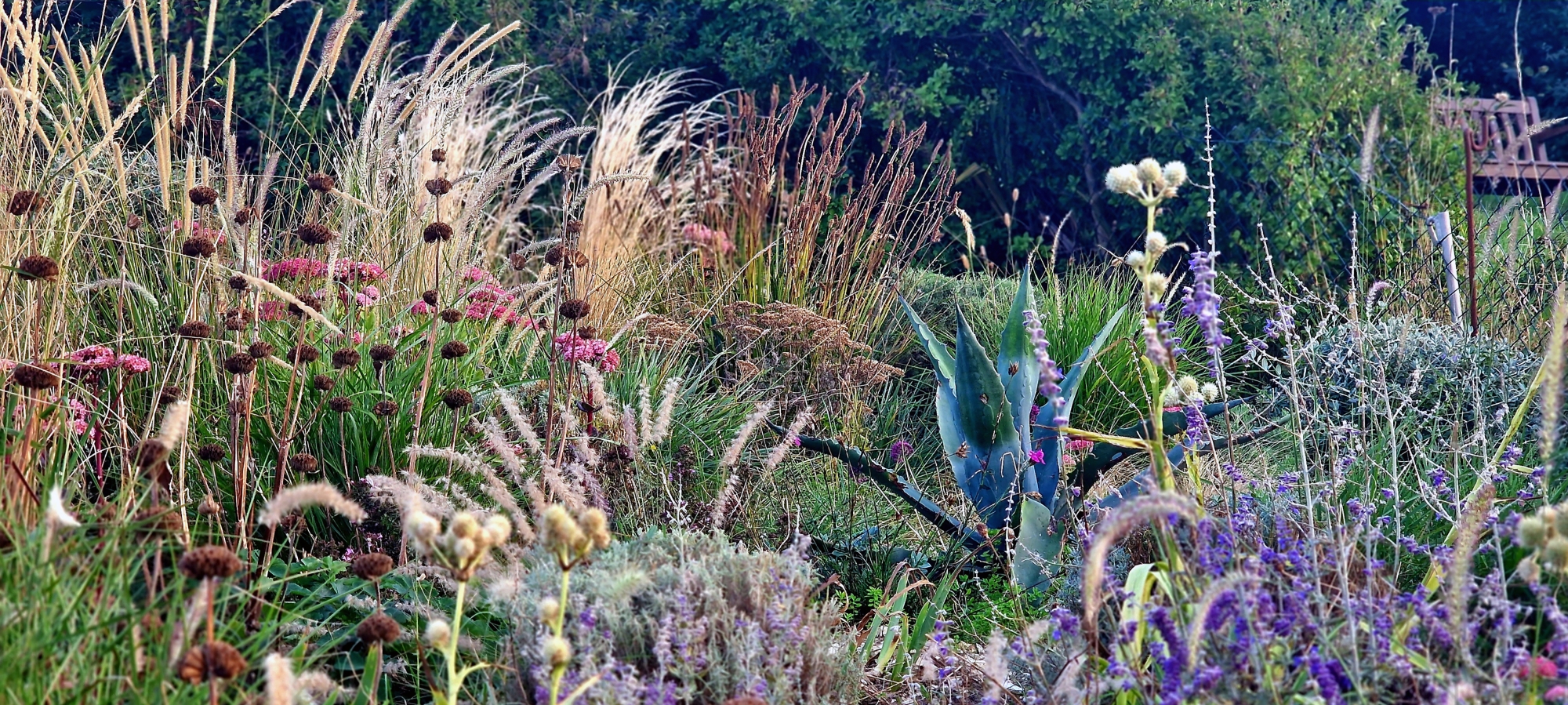 dry-garden-planting-combination (2)